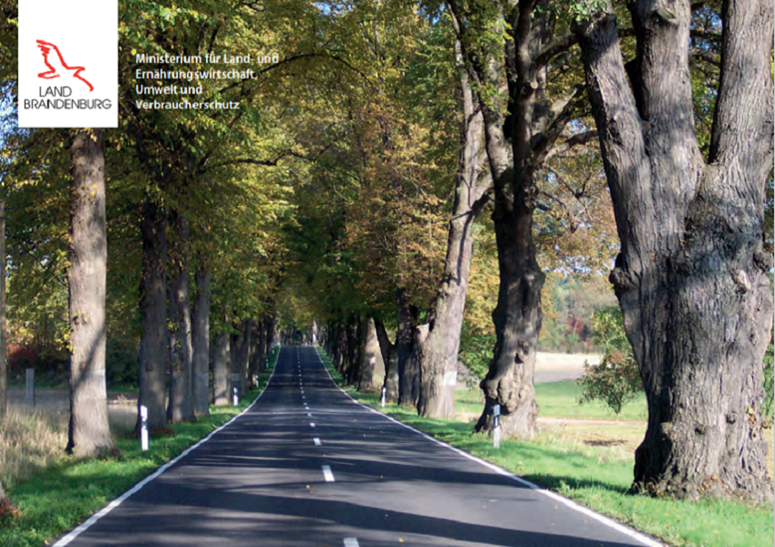 Eine Allee, welche eine leere Straße begrenzt, befindet sich mittig im Bild. Im Vordergrund ist zu erkennen, dass es sich um alte Bäume handelt.