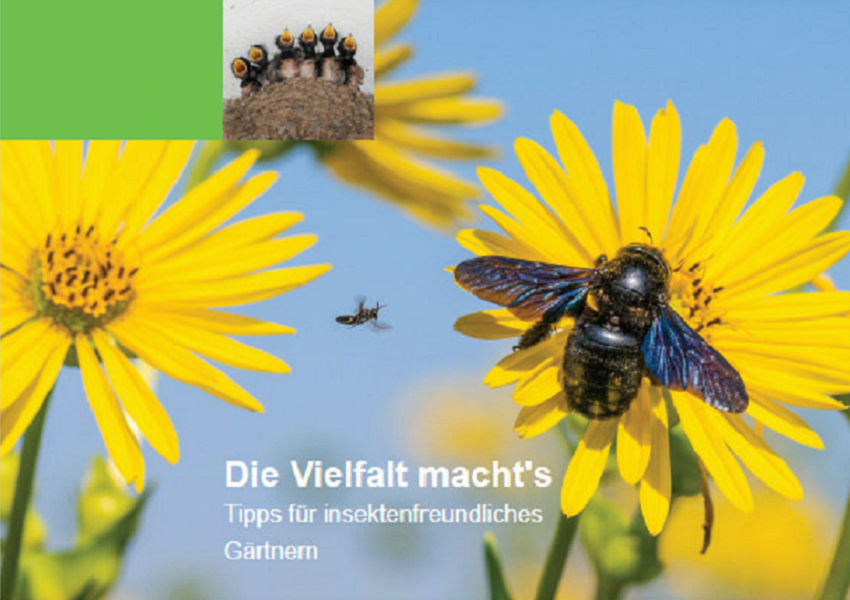 Auf der gelben Blüte eines Sonnenauges vor blauem Himmel sitzt eine blau-schwarze Holzbiene. Oben mittig im Bild ist ein Nest mit Jungvögeln zu sehen.