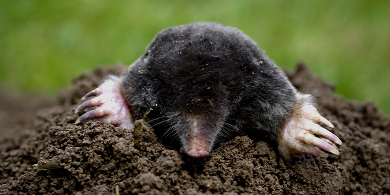 Ein Maulwurf, der aus einem Erdhaufen herausblickt. Man sieht den Kopf und die vorderen Pfoten des Maulwurfs, während der Rest seines Körpers noch im Erdreich verborgen ist. Die Umgebung ist unscharf, aber im Hintergrund ist grünes Gras zu erkennen.