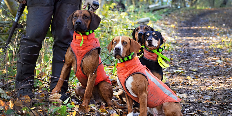 Vier Jagdhunde warten auf das Kommando