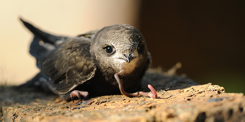 Ein kleiner Vogel sitzt auf einer Oberfläche aus Holz oder Rinde und hält einen Wurm im Schnabel. Der Vogel hat ein dunkles Gefieder und schaut direkt in die Kamera. Die Umgebung ist unscharf, was den Fokus auf den Vogel und den Wurm lenkt