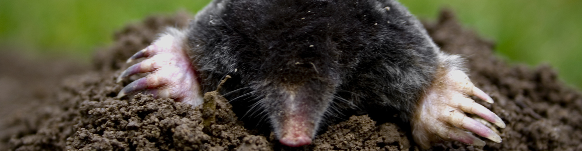 Ein Maulwurf, der aus einem Erdhaufen herausblickt. Man sieht den Kopf und die vorderen Pfoten des Maulwurfs, während der Rest seines Körpers noch im Erdreich verborgen ist. Die Umgebung ist unscharf, aber im Hintergrund ist grünes Gras zu erkennen.