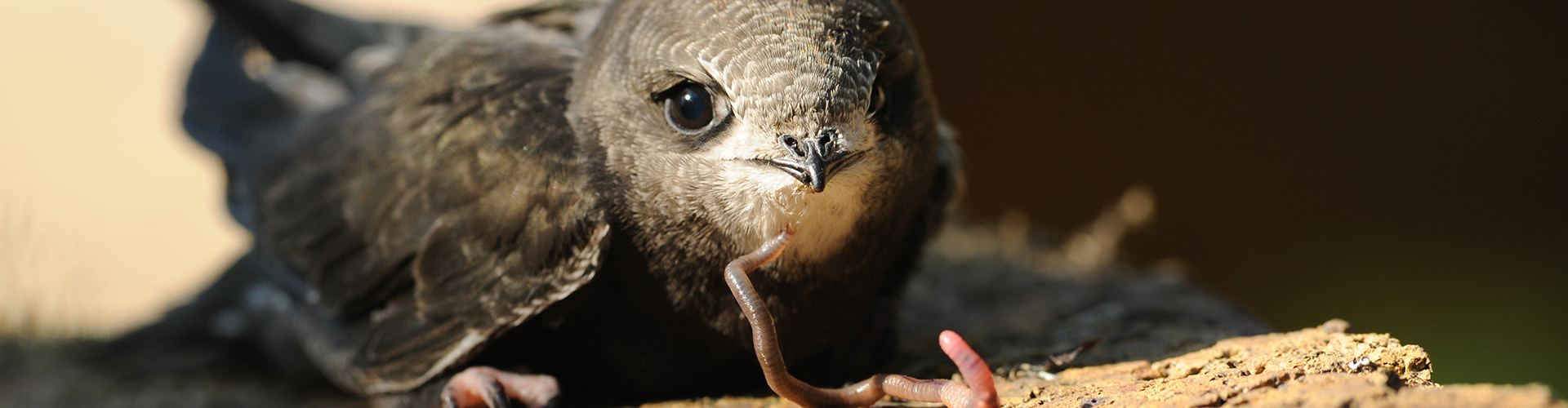 Ein kleiner Vogel sitzt auf einer Oberfläche aus Holz oder Rinde und hält einen Wurm im Schnabel. Der Vogel hat ein dunkles Gefieder und schaut direkt in die Kamera. Die Umgebung ist unscharf, was den Fokus auf den Vogel und den Wurm lenkt.