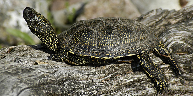 Auf dem Photo ist ein männliches Exemplar der Sumpfschildkröte zu sehen. Es befindet sich auf einem horizontal durch das Bild gehenden Baumstamm. Die Sumpfschildkröte hat den Kopf, links im Bild, erhoben. 