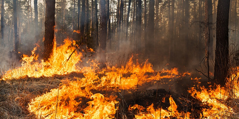 Auf dem Bild sind Flammen vor einem Kiefernwald zu sehen. Die Flammen züngeln vom rechten unteren Bildrand in Bögen zur Mitte des linken Bildrands. Von den Bäumen im Hintergrund sind lediglich die Stämme hinter aufsteigendem Rauch zu erkennen.